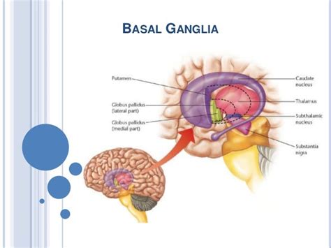 ganglia are similar to humans